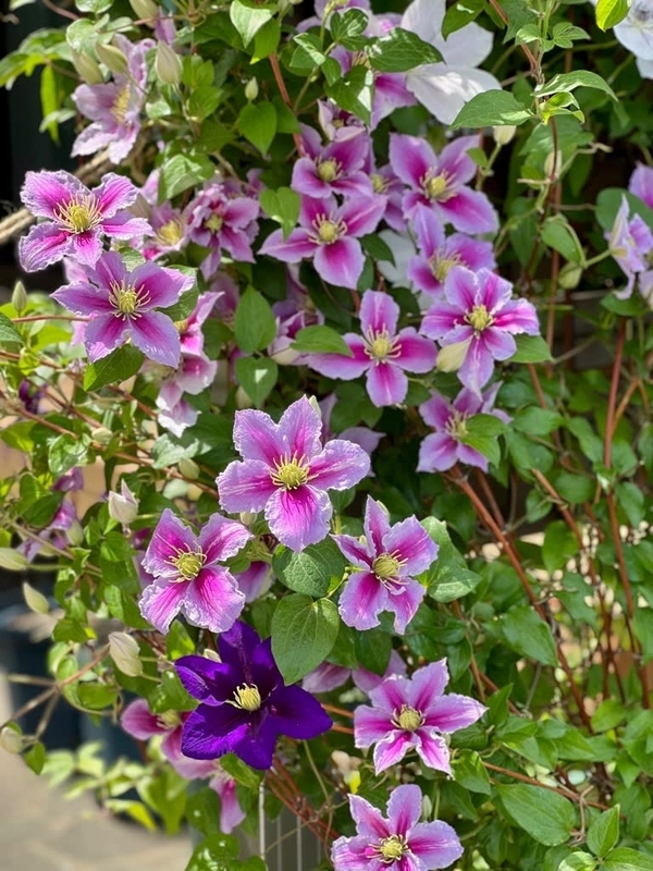 パテンス系クレマチスの花後剪定と植え替え〜強剪定し株の若返りをはかる＆鉢のサイズを変えずに土を入れ替える植え替え方法〜 - 雑木と宿根草とクレマチスの小さな庭づくり
