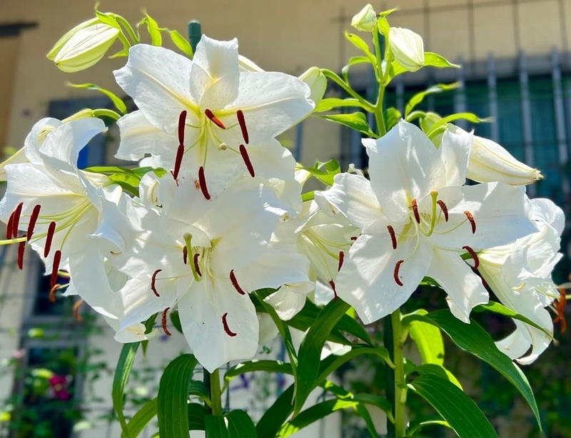 カサブランカの鉢の植え替え〜遅ればせながら作業〜 - 雑木と宿根草とクレマチスの小さな庭づくり