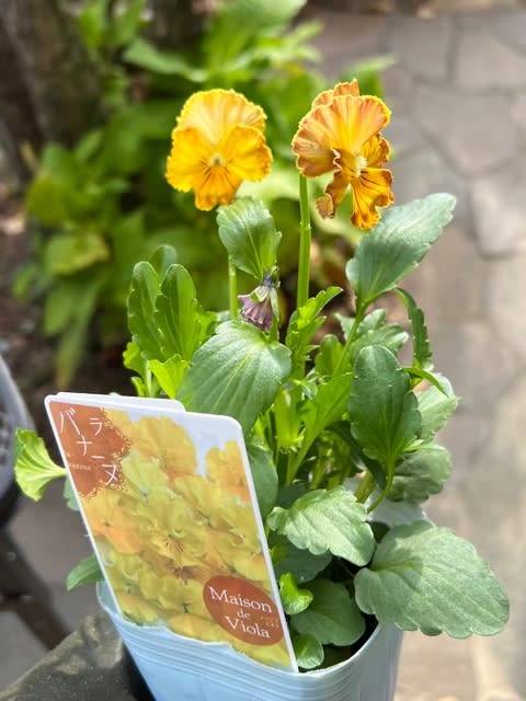 Bレア♡メゾンドビオラ♡歌劇スター♡３号♡ポットごと宅急便コンパクト ホームセンターのビオラ＊メゾンドビオラシリーズってこんなにたくさん