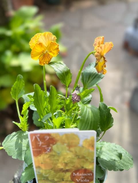 ホームセンターのビオラ＊メゾンドビオラシリーズってこんなにたくさん