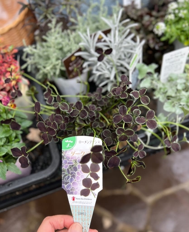 ビオラの寄せ植え用にカラーリーフ﻿類をたくさん - 雑木とクレマチスの