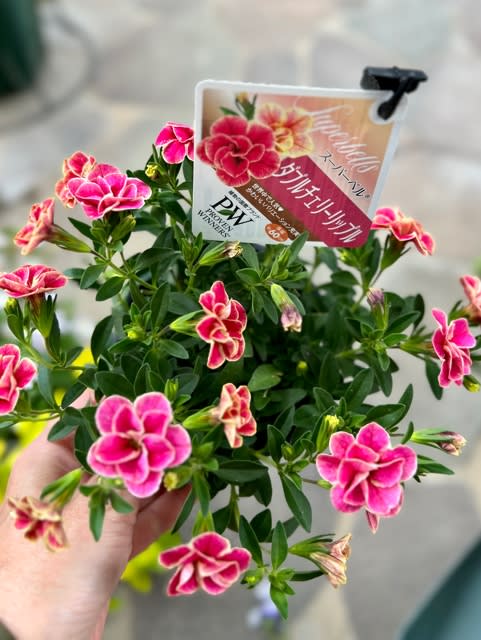 夏の花苗買いました＊ - 雑木とクレマチスの小さな庭