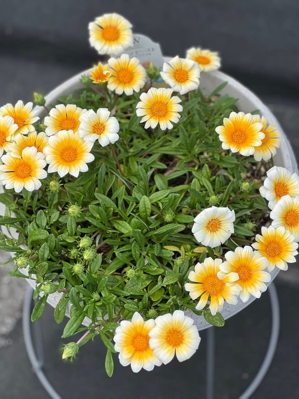 ガザニアビーストの葉に黄色いプツプツ〜病気？害虫？＊職場のお花＊プランター活動＊ - 雑木と宿根草とクレマチスの小さな庭づくり