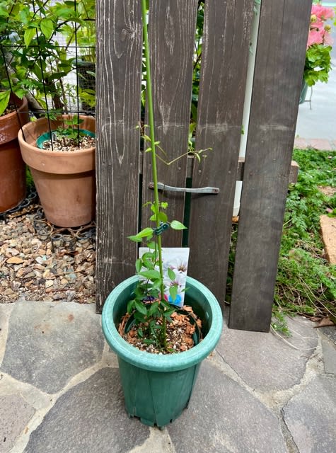 クレマチスプリンセスケイトの植え替え＊ザ・ファーストレディ