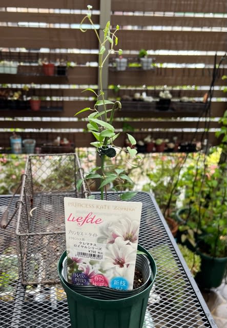 クレマチスプリンセスケイトの植え替え＊ザ・ファーストレディ