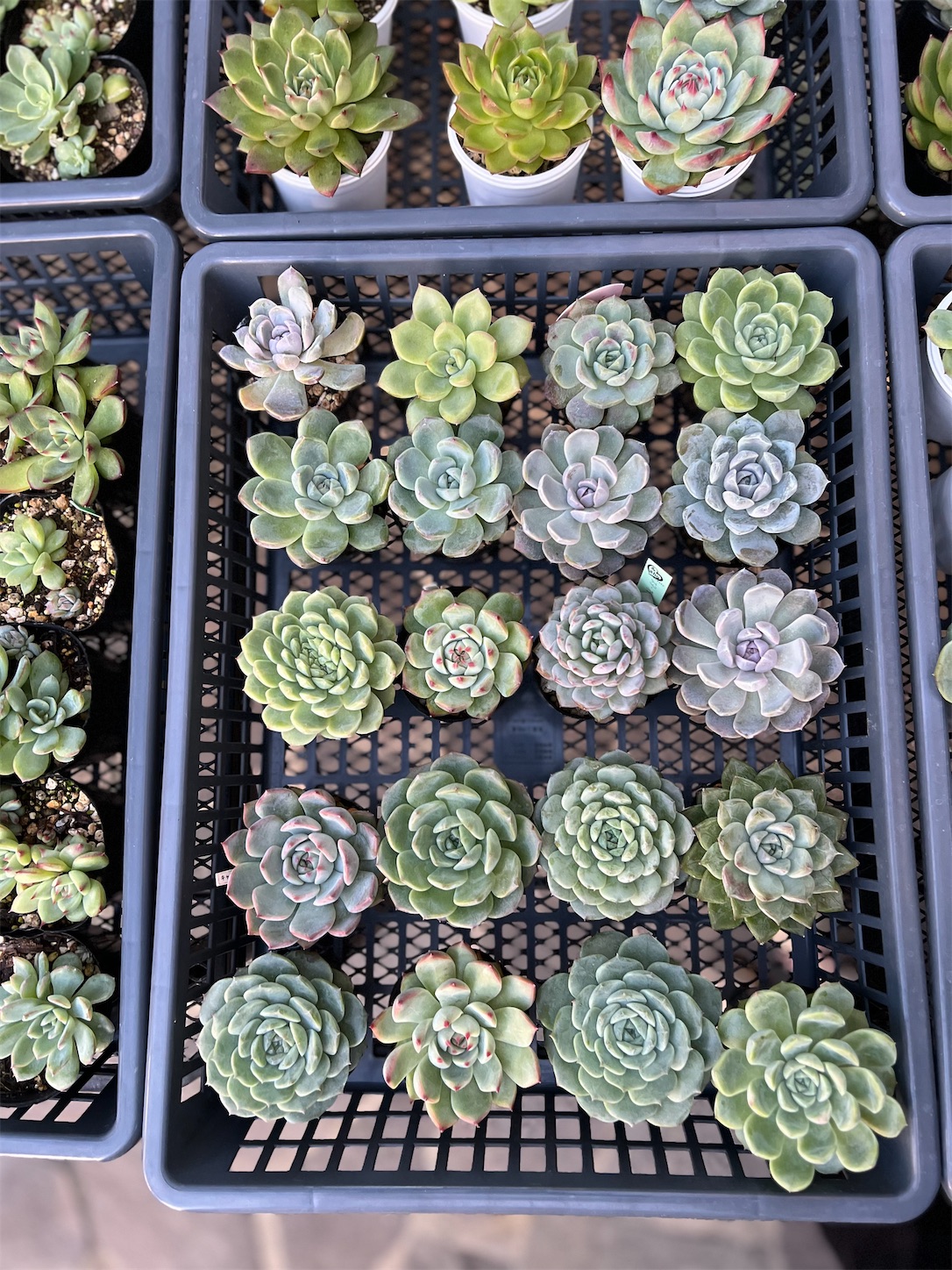 お気に入りの葉挿し - 雑木とクレマチスの小さな庭