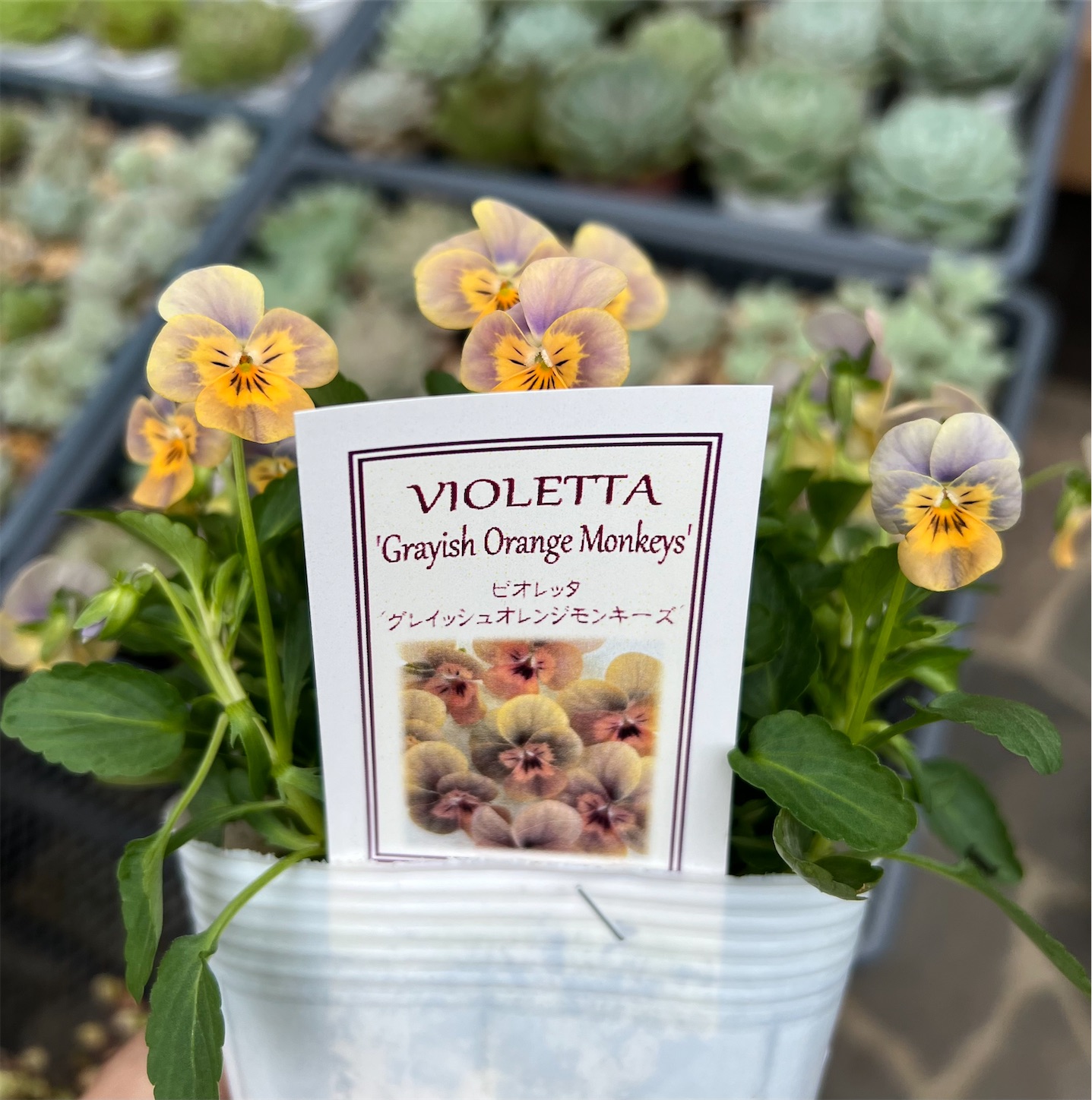 ビオレッタ＊グレイッシュオレンジモンキーズとビオレッタ＊ソワレ