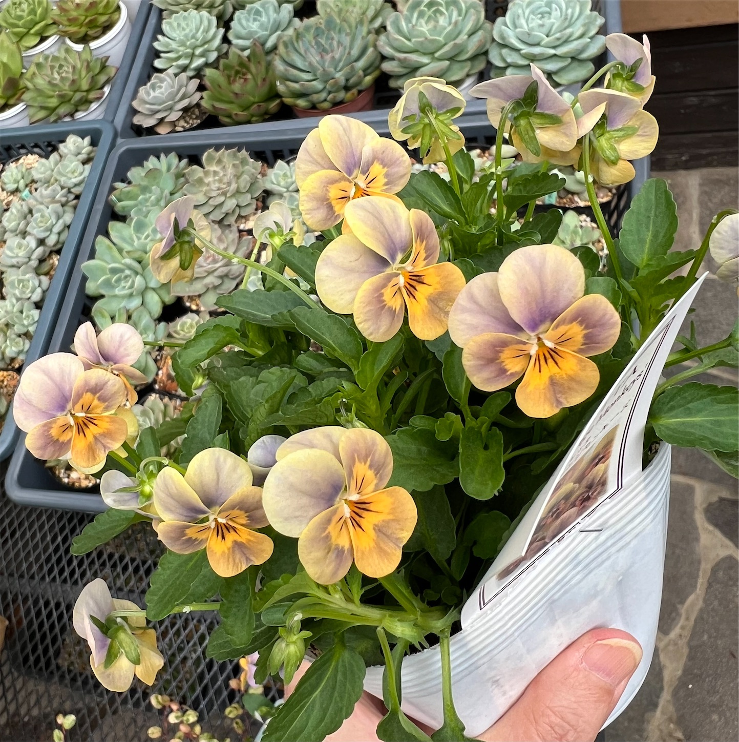ビオレッタ＊グレイッシュオレンジモンキーズとビオレッタ＊ソワレ