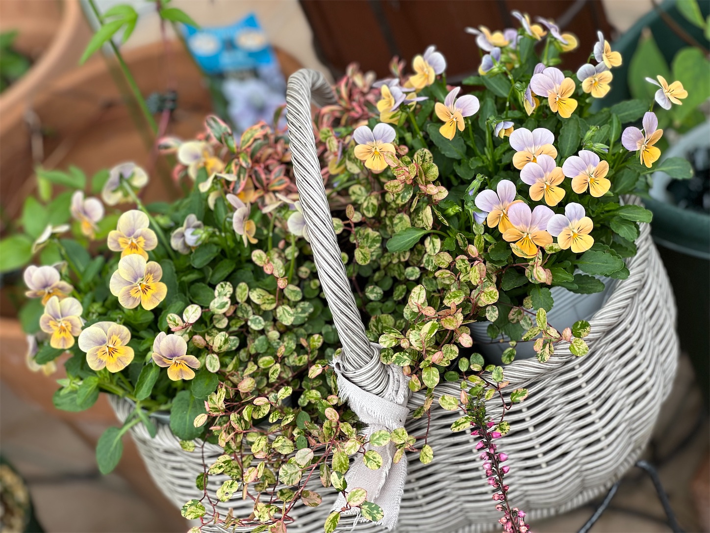 シーズン到来‼️ビオパンの寄せ植え - 雑木とクレマチスの小さな庭