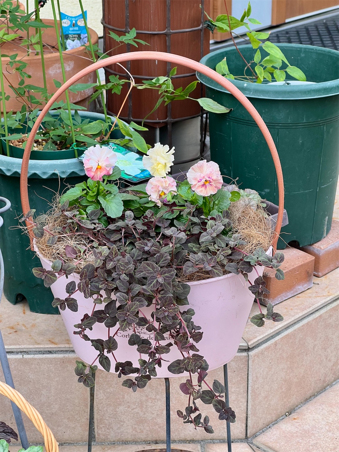 水遣りサポート資材＊アクアセルキューブ＊を鉢底に入れた寄せ植え