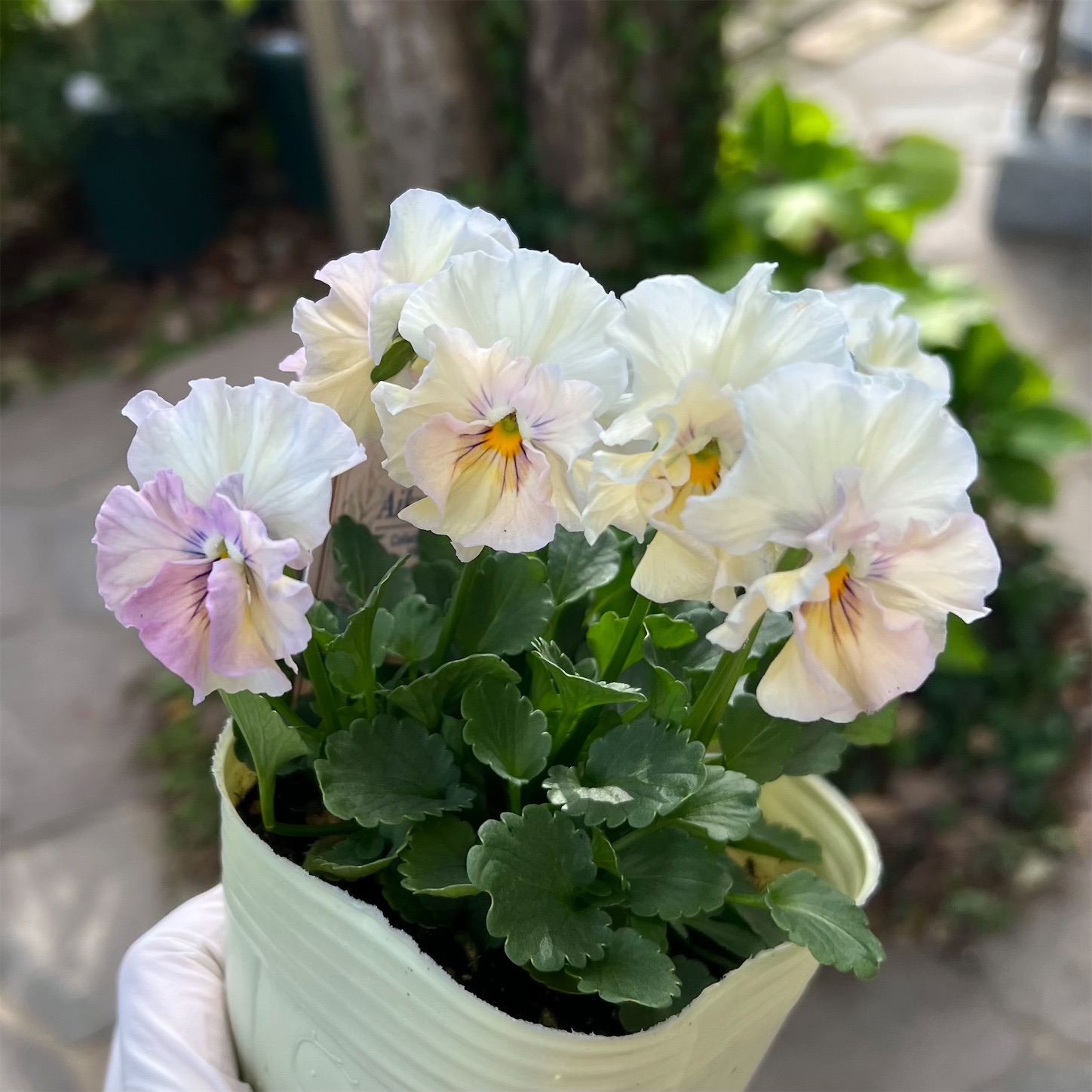ビオラ＊アイクルール〜桐生ふぁ〜むさんと花日和さんが共同開発した
