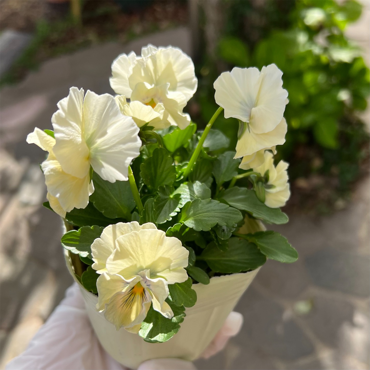 ビオラ＊アイクルール〜桐生ふぁ〜むさんと花日和さんが共同開発した