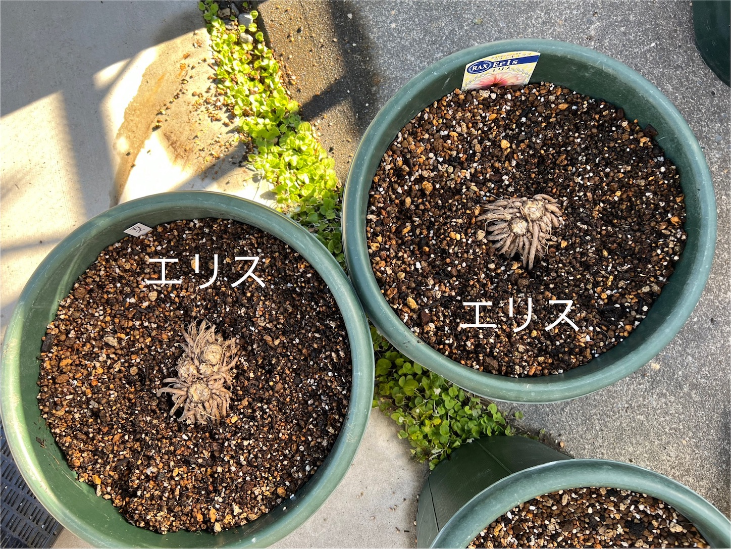 ラナンキュラスラックス球根の植え付け2025.11. その2 - 雑木と