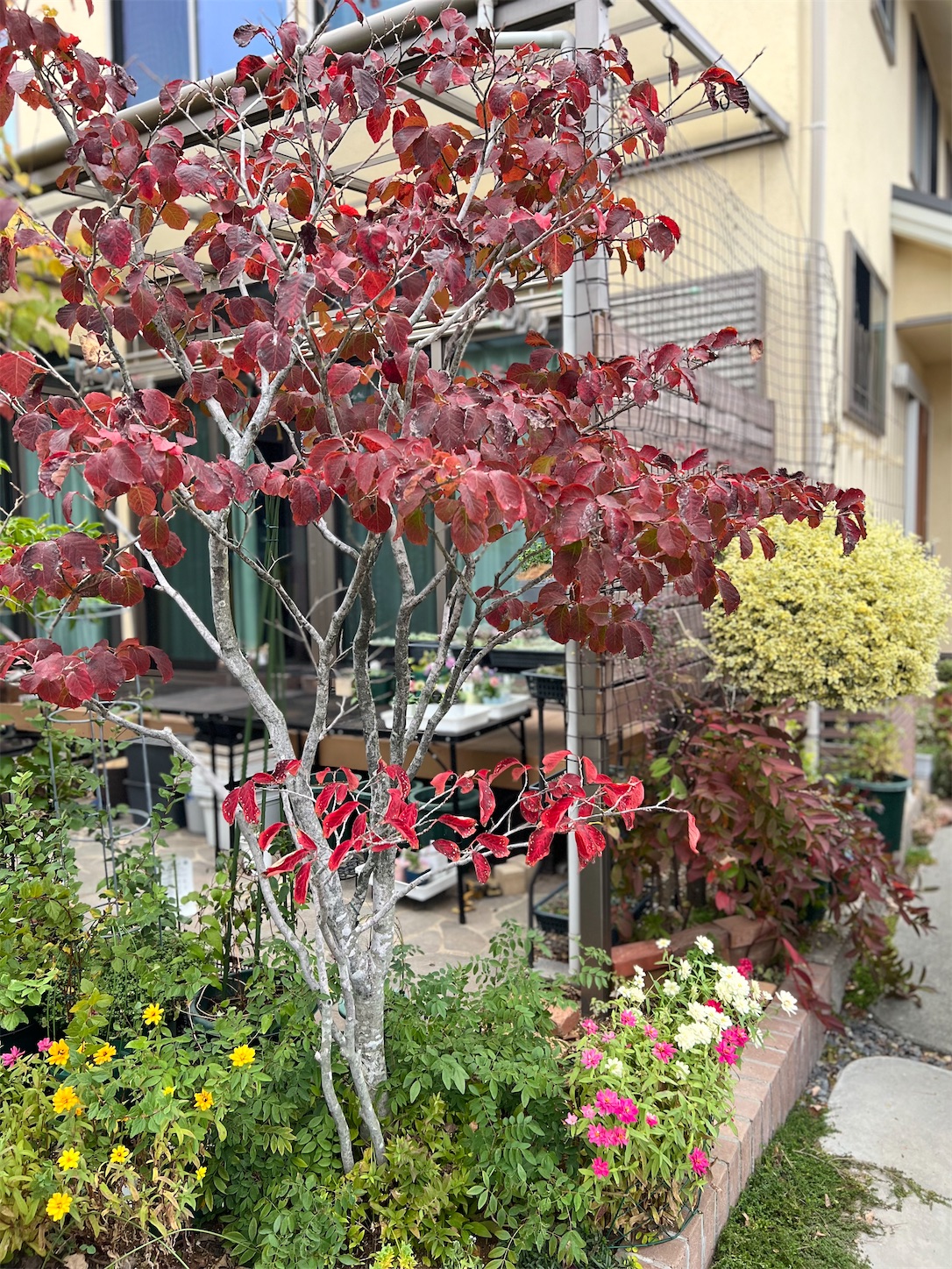 シンボルツリー剪定＊記録2025.11. - 雑木とクレマチスの小さな庭