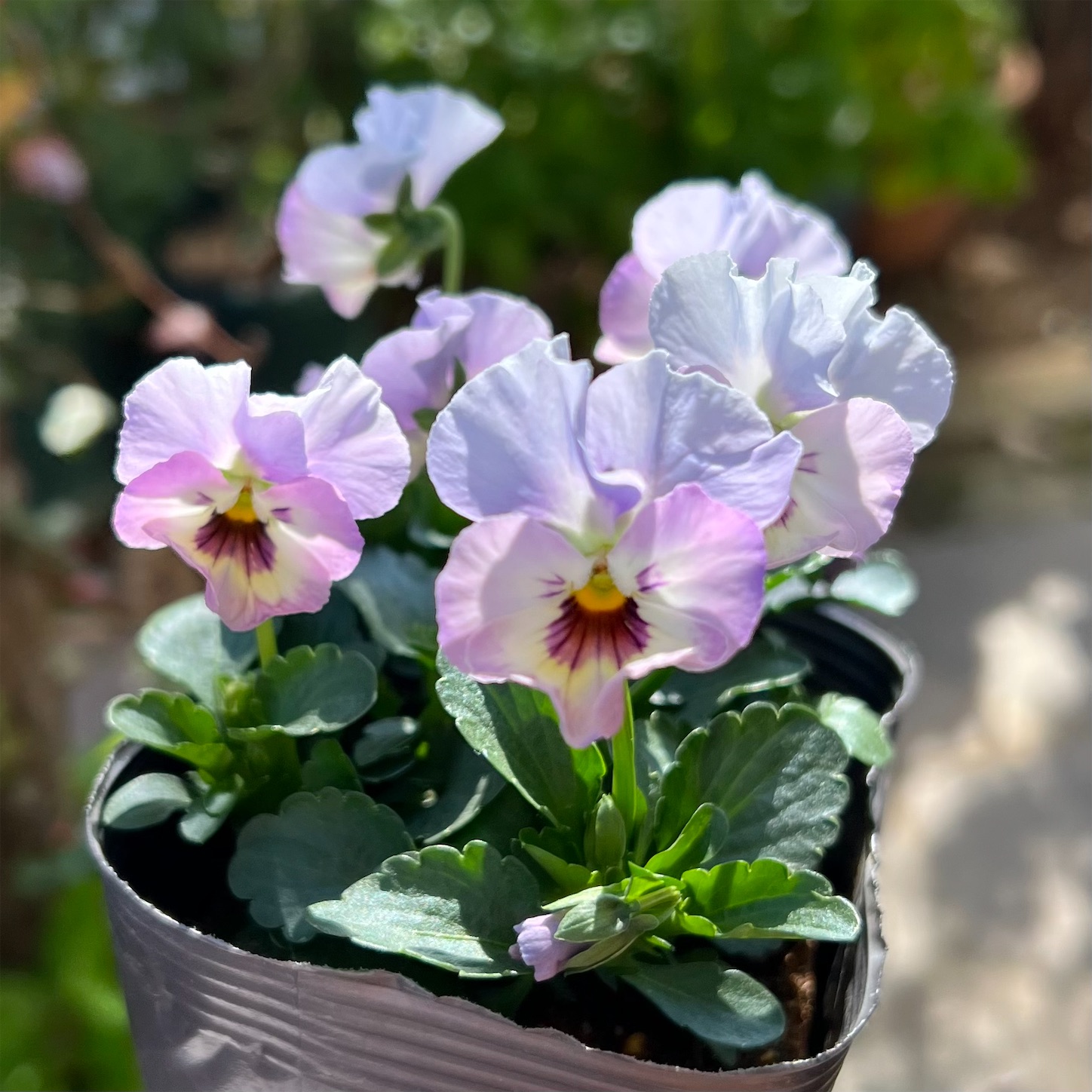 ふわふわ金魚ちゃんの寄せ植え＊玄関ドアのラッチと鍵穴の潤滑剤