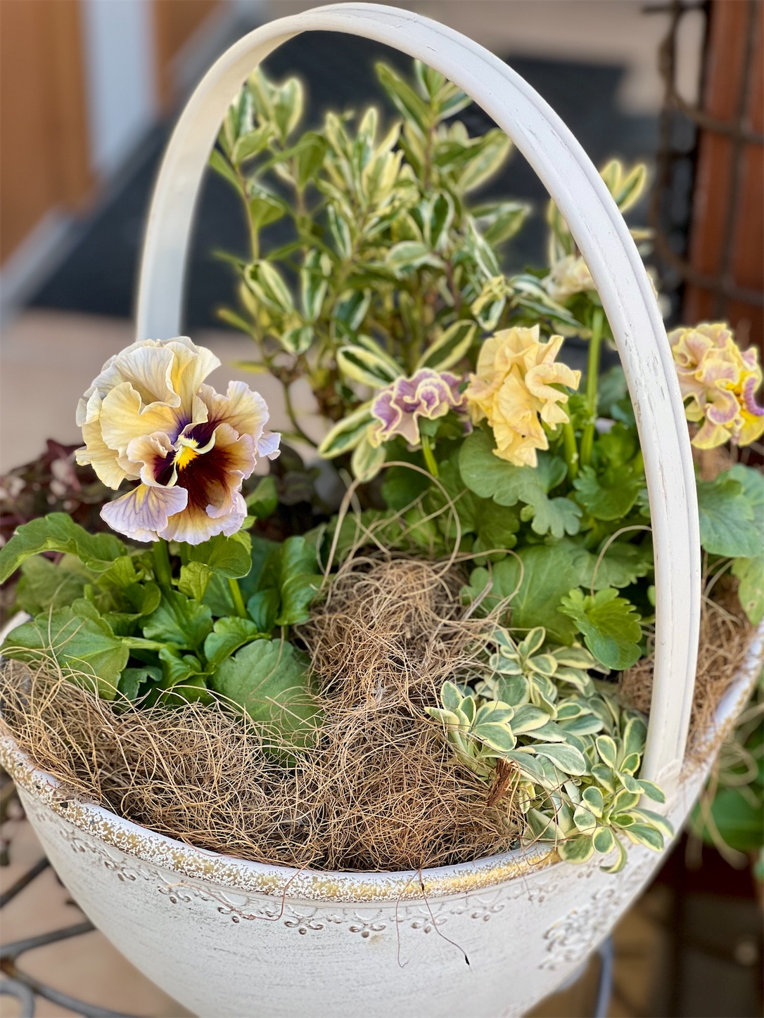 ローブドゥアントワネットクレールドゥリュンヌを寄せ植えに - 雑木と