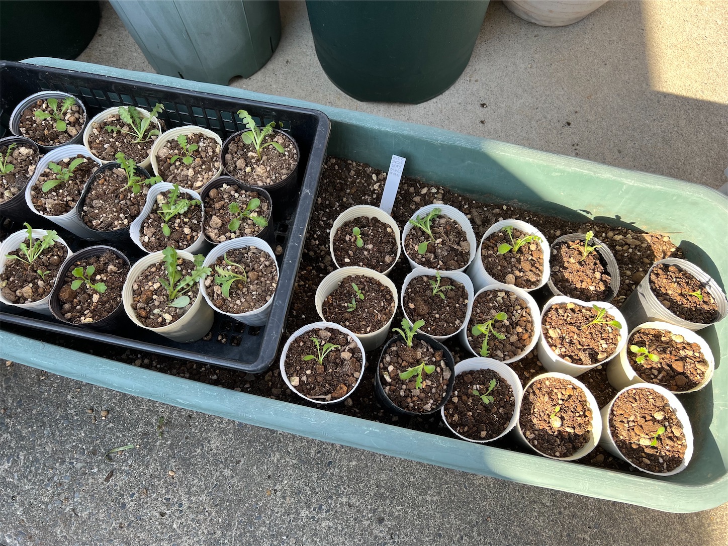 発芽したネモフィラのポット上げ〜カルスNC-で土壌改良その後〜 - 雑木