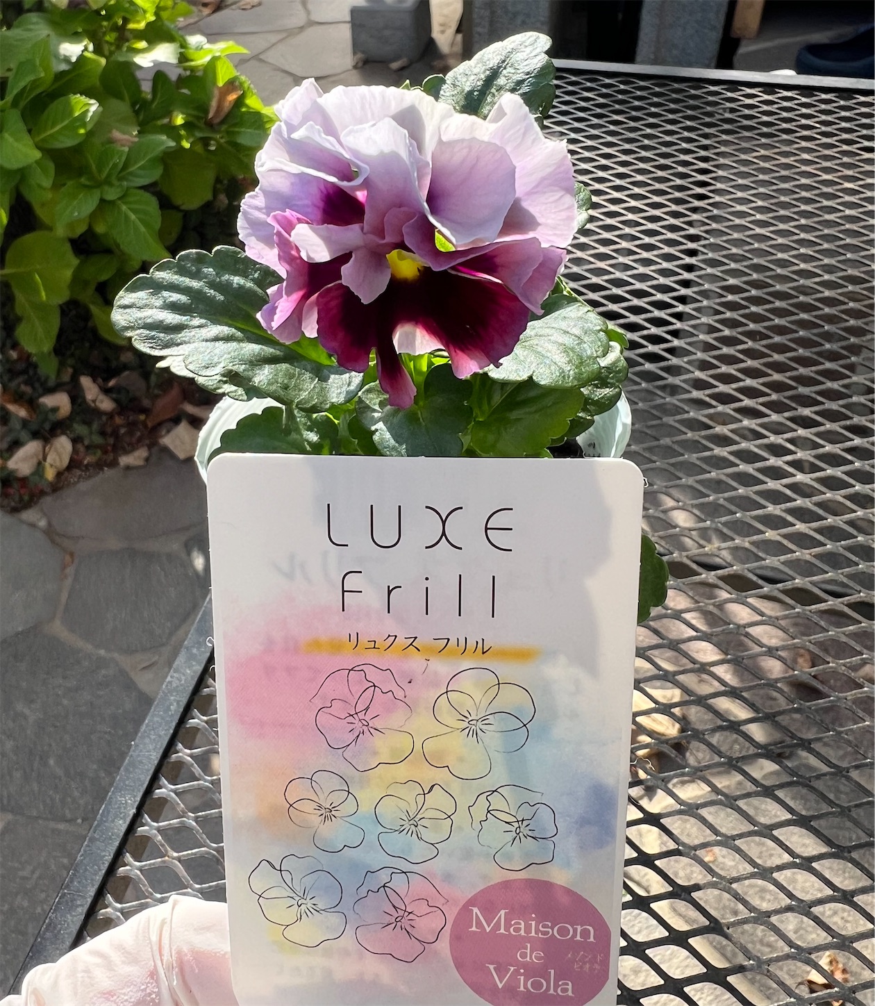 培養土を使わないナチュラルなバスケット寄せ植え - 雑木とクレマチス