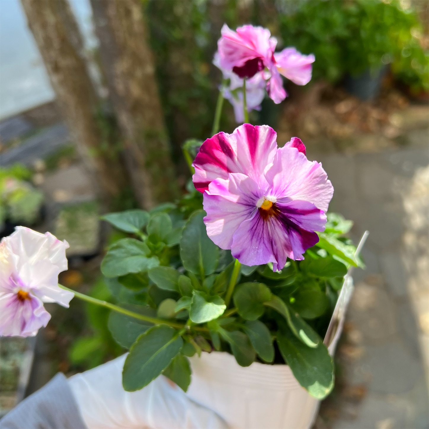 培養土を使わないナチュラルなバスケット寄せ植え - 雑木とクレマチス