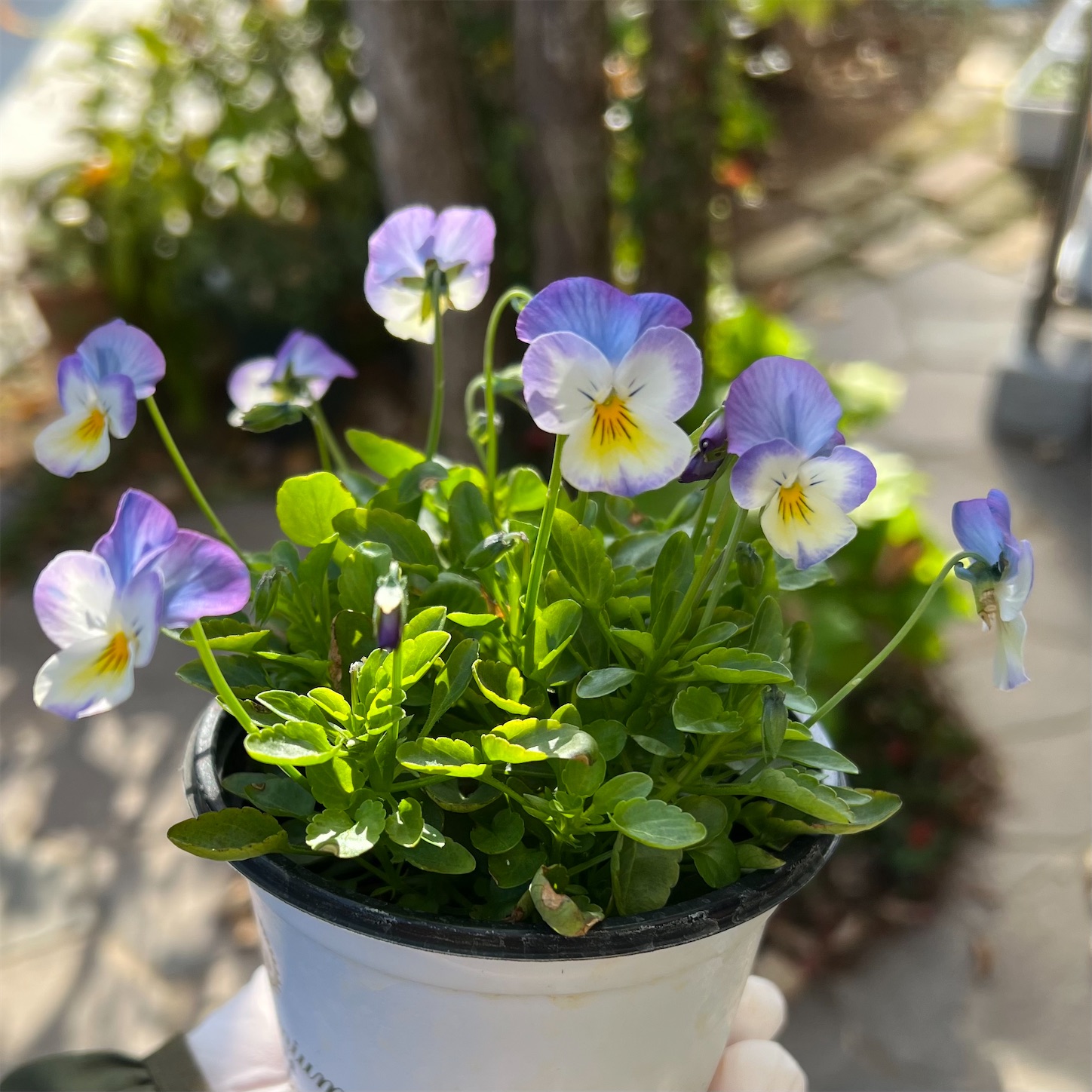 シエルブリエ　忘れな草など　鉢植え シエルブリエ「2023-2024花壇、鉢植え」のアルバム-みんなの趣味の園芸