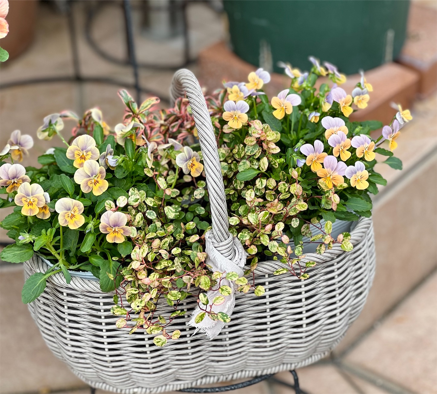 ビオパンの寄せ植え＊2025まとめ その1＊ - 雑木とクレマチスの小さな庭