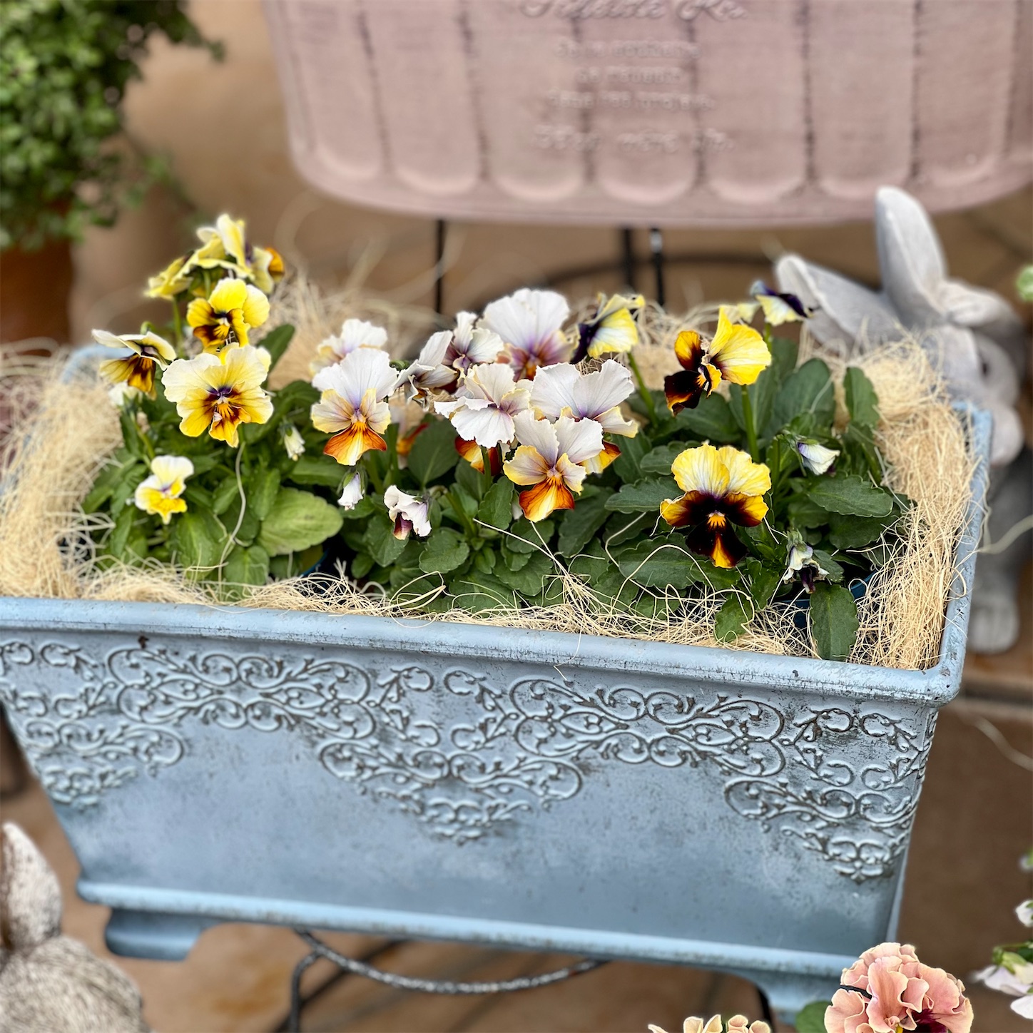 ビオパンの寄せ植え＊2025まとめ その1＊ - 雑木とクレマチスの小さな庭