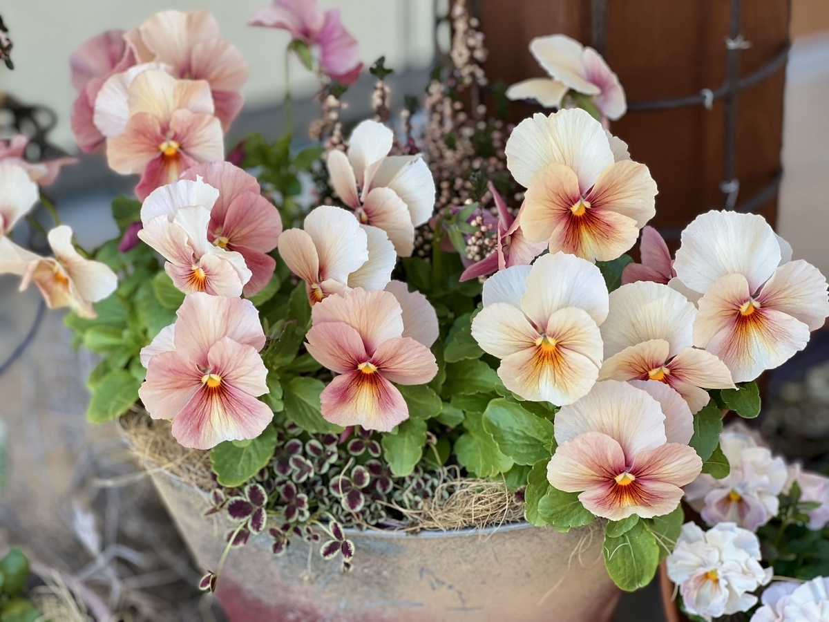 ビオパンの寄せ植え＊2025まとめ その1＊ - 雑木とクレマチスの小さな庭