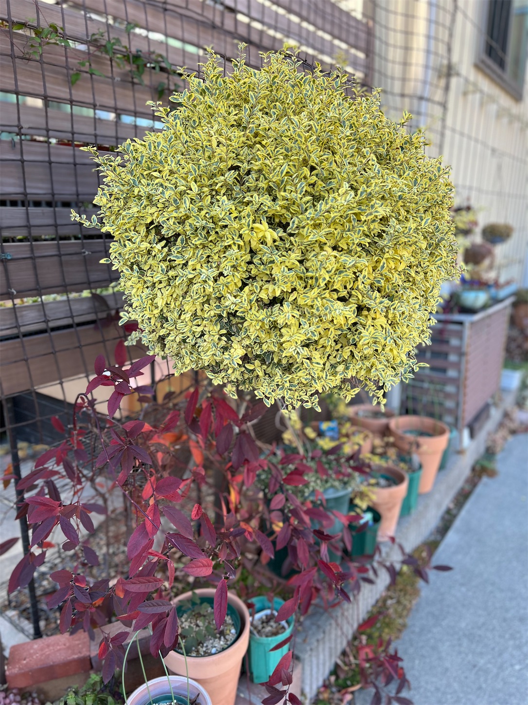 カスタードリップル　435 プリペットカスタードリップルと紫陽花の紅葉 - 雑木とクレマチスの