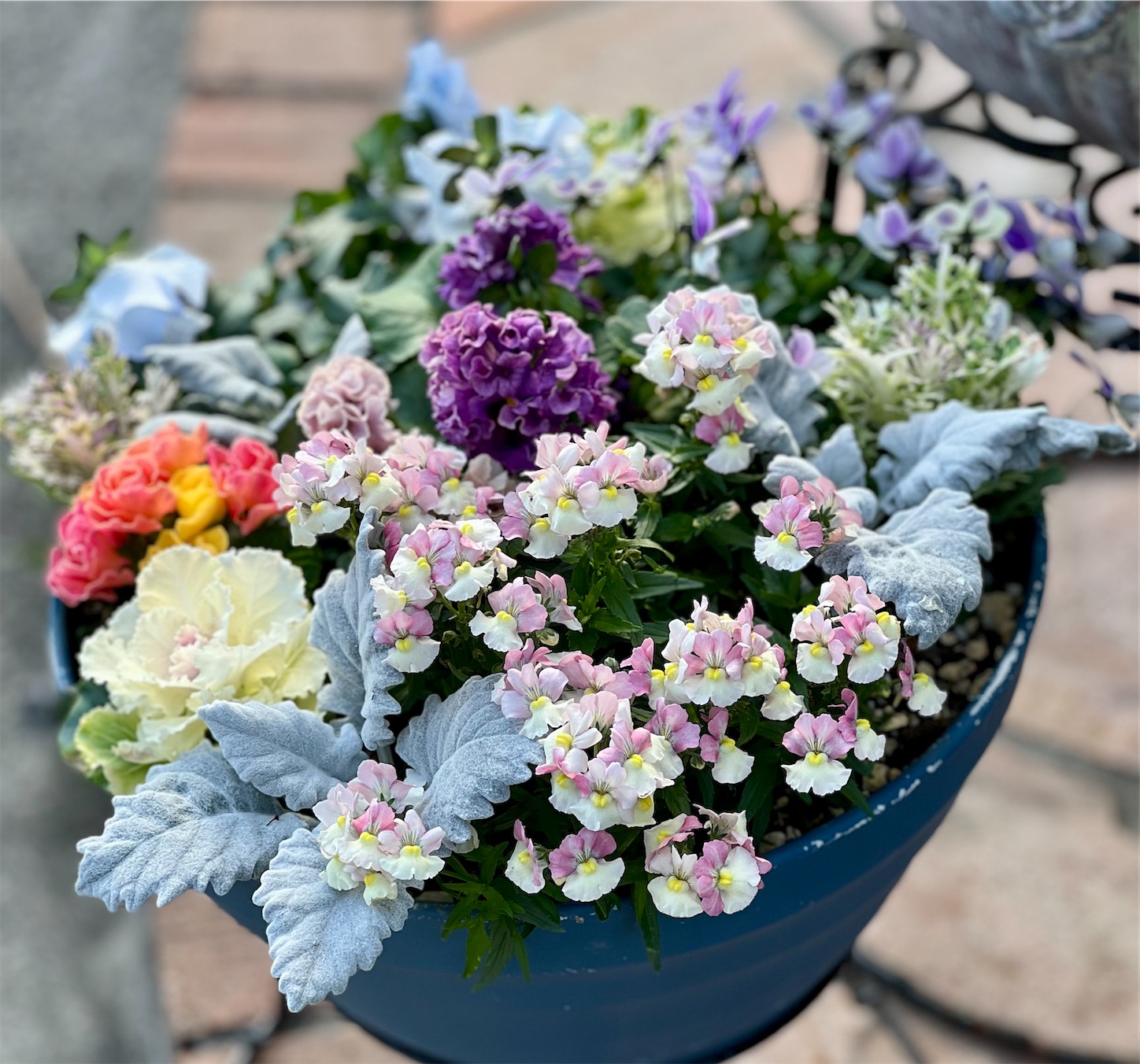 ビオラ レディの寄せ植え＊ - 雑木とクレマチスの小さな庭