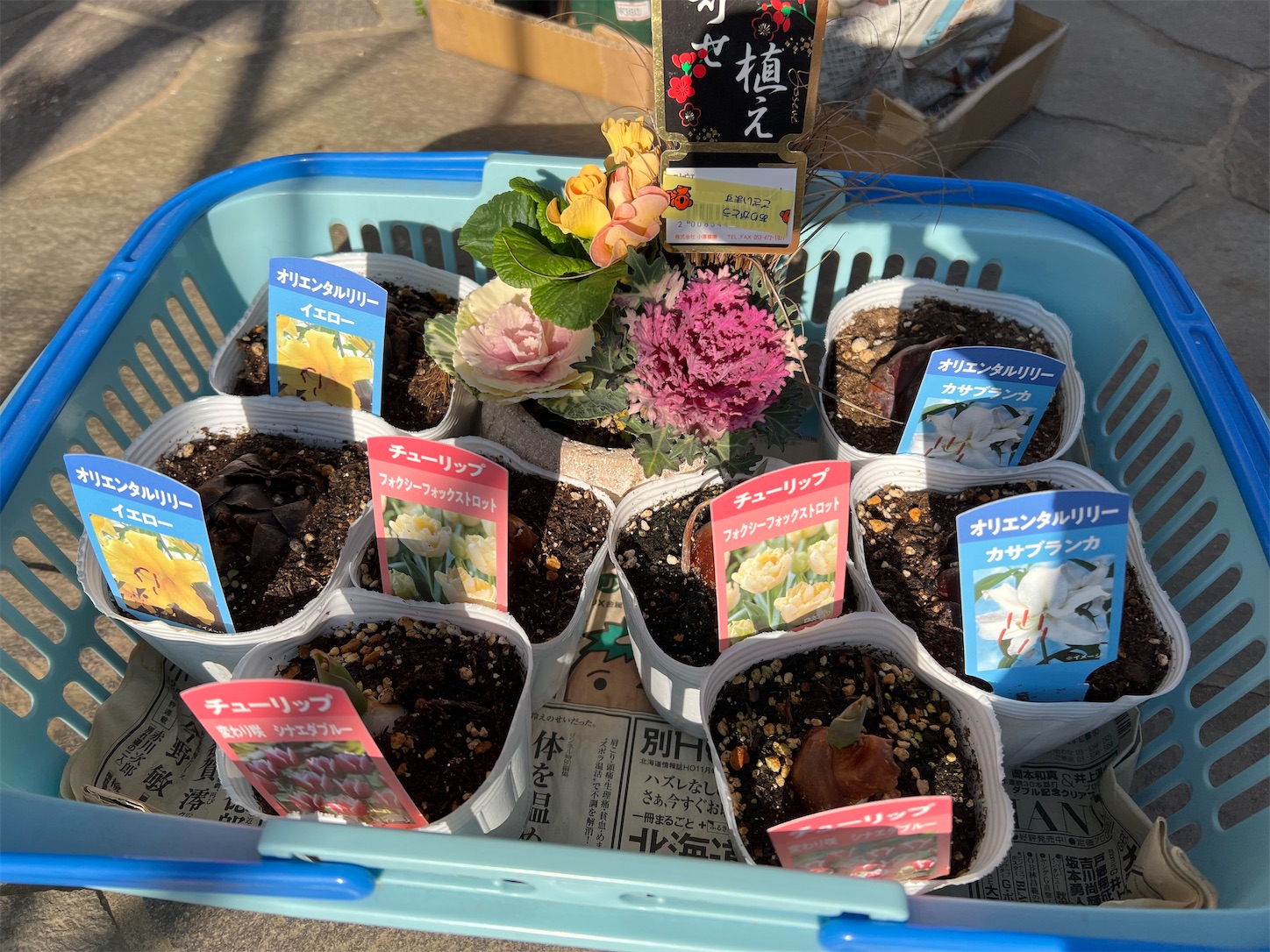 芽出し球根をポット苗で購入し植え付ける - 雑木とクレマチスの小さな庭