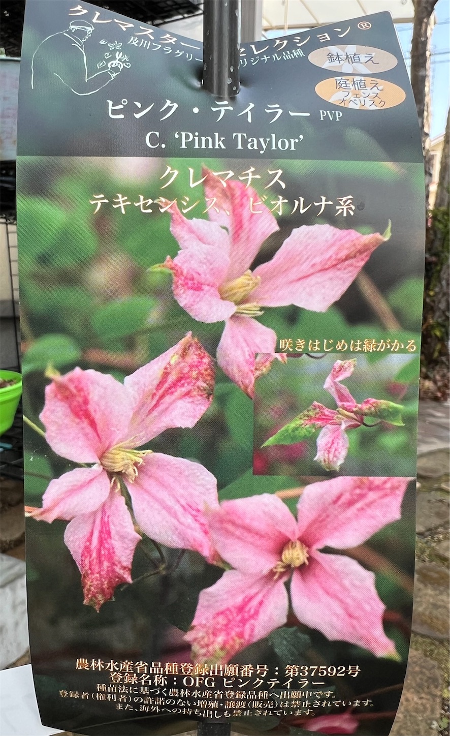 きよひよひな　希少　クレマチス　５号　アーチ仕立て　春 希少クレマチス＊ピンク・テイラーのお迎え - 雑木とクレマチスの小さな庭