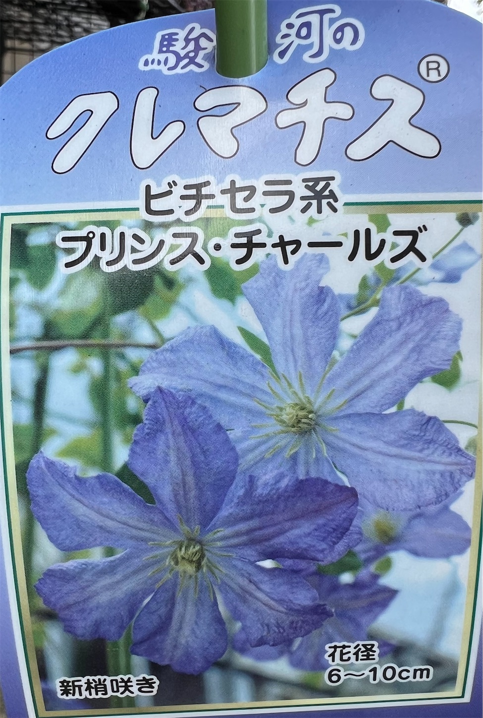 希少クレマチス＊ピンク・テイラーのお迎え - 雑木とクレマチスの小さな庭