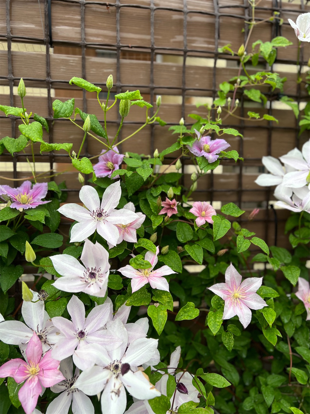 大雨の後〜クレマチスの花〜 - 雑木とクレマチスの小さな庭
