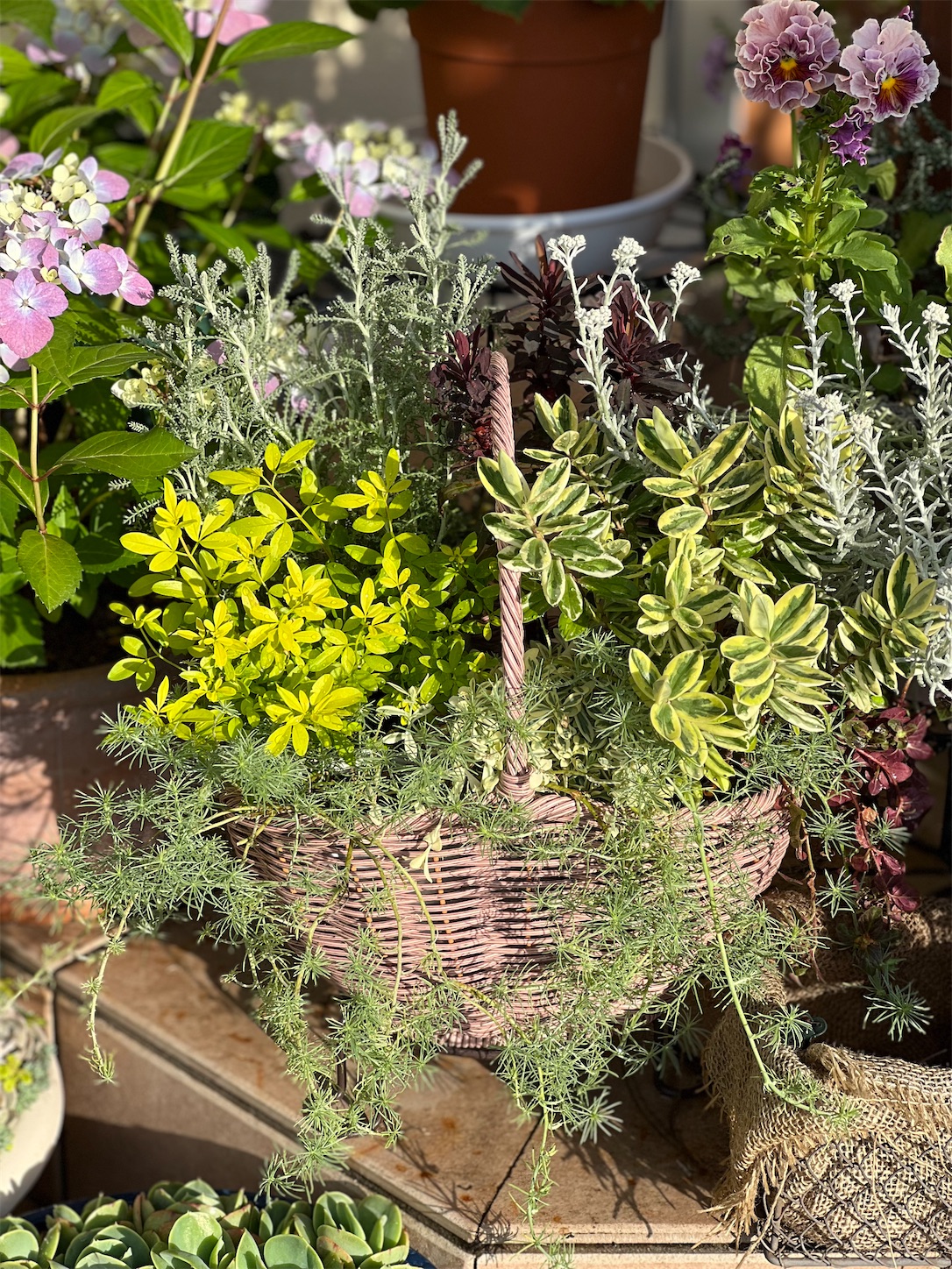 ビオラの寄せ植えを解体しカラーリーフの寄せ植えに - 雑木と