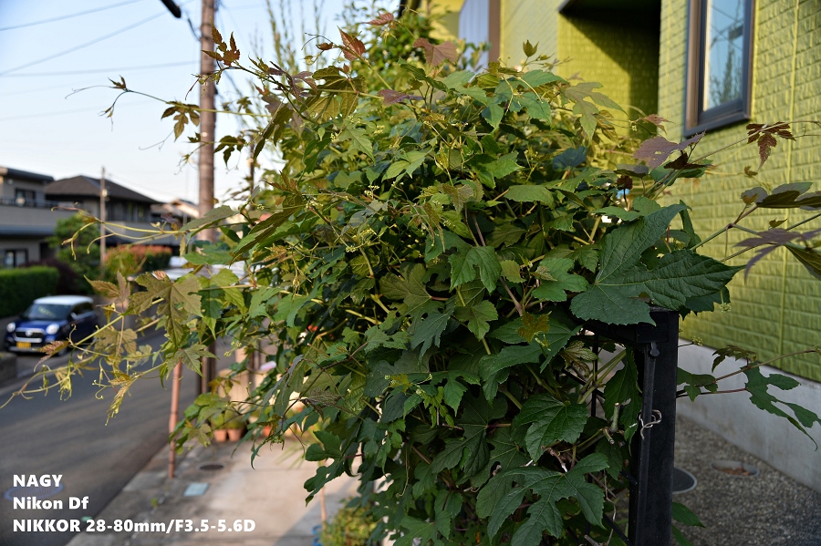 NIKKOR 28-80mm/F3.5-5.6D - nagy's diary