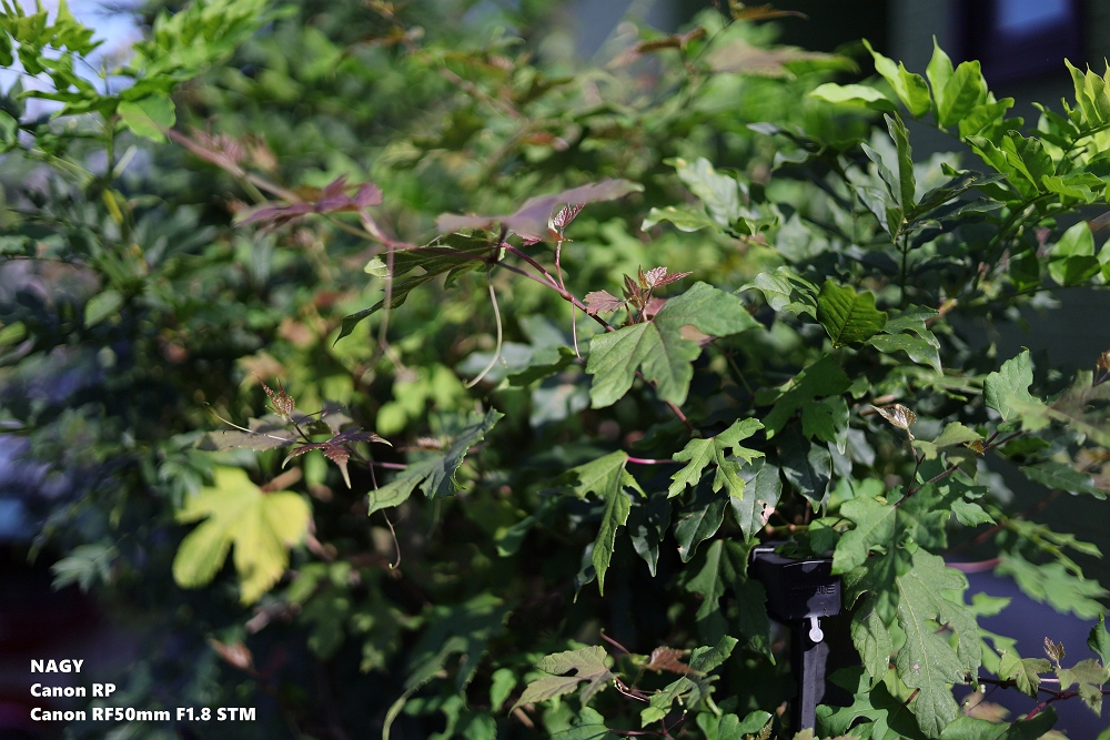 canon-rf50mm-f1-8-stm-nagy-s-diary