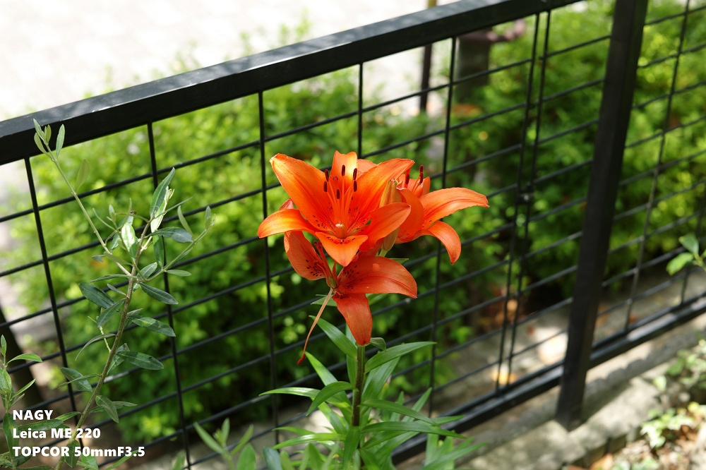 TOPCOR 50mmF3.5 - nagy's diary