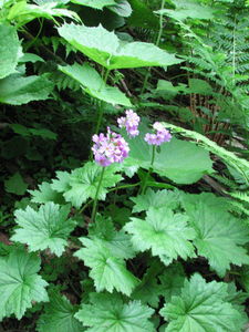 f:id:xnissy:20080720053712j:image