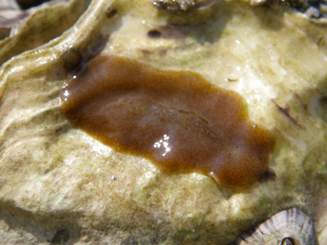 f:id:xnissy:20091016124801j:image:w320