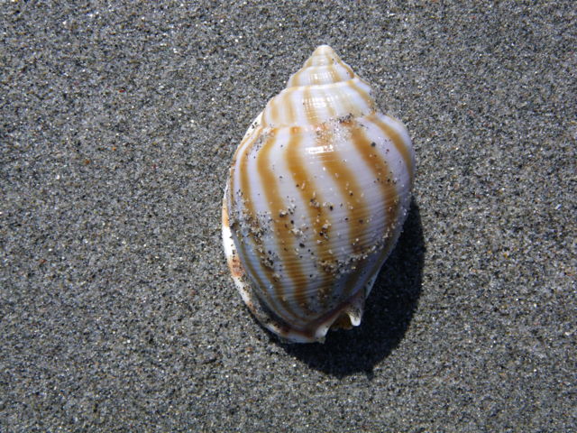 f:id:xnissy:20110305131433j:image:w320