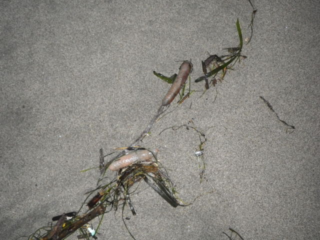 f:id:xnissy:20110722190004j:image:w320