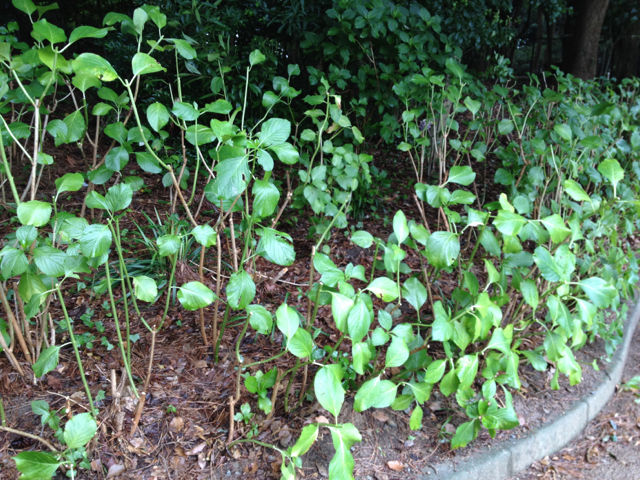 f:id:xnissy:20120720194043j:image:w320