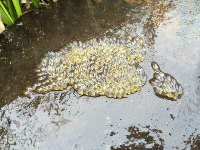 f:id:xnissy:20140513134419j:image:w320