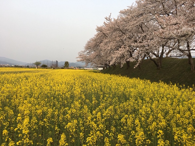 f:id:xnorico:20190624233723j:plain f:id:xnorico:20190624233723j:plain