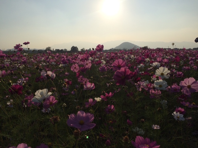 f:id:xnorico:20190624233907j:plain f:id:xnorico:20190624233907j:plain