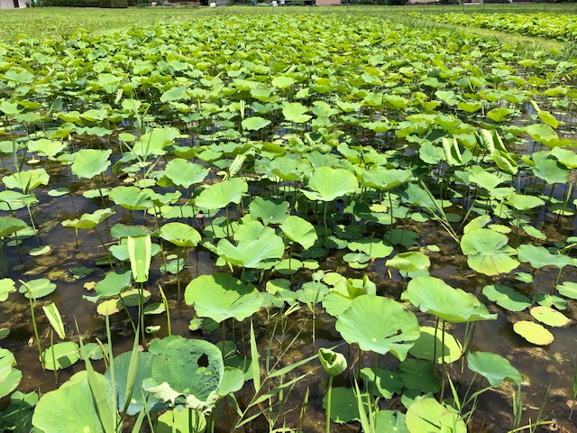 f:id:xnorico:20190625003935j:plain f:id:xnorico:20190625003935j:plain