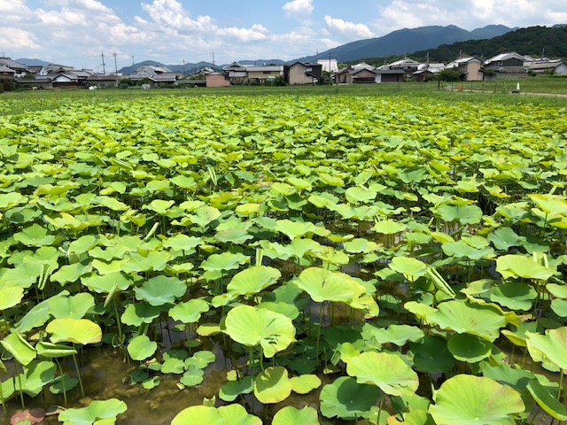 藤原京跡