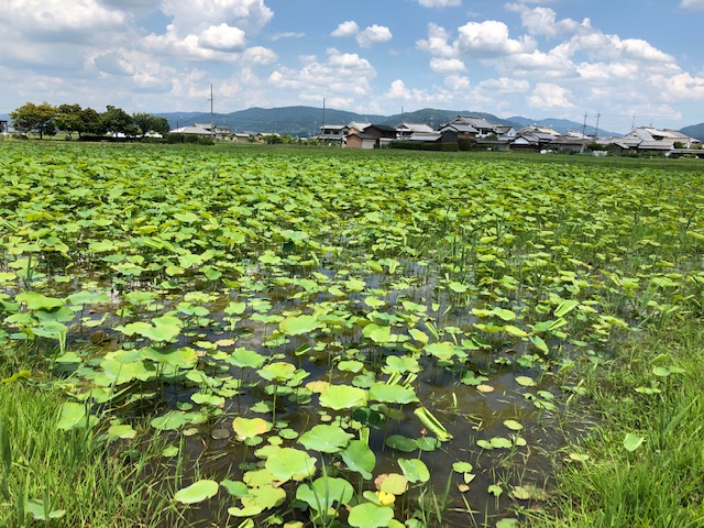 藤原京跡