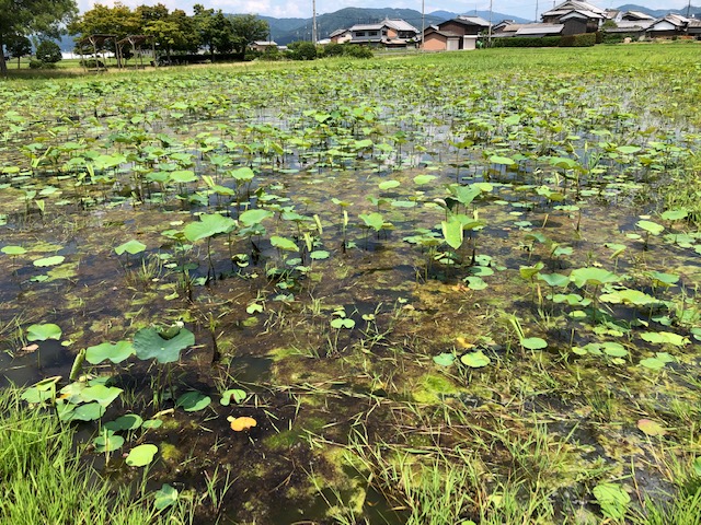 f:id:xnorico:20190625004317j:plain f:id:xnorico:20190625004317j:plain