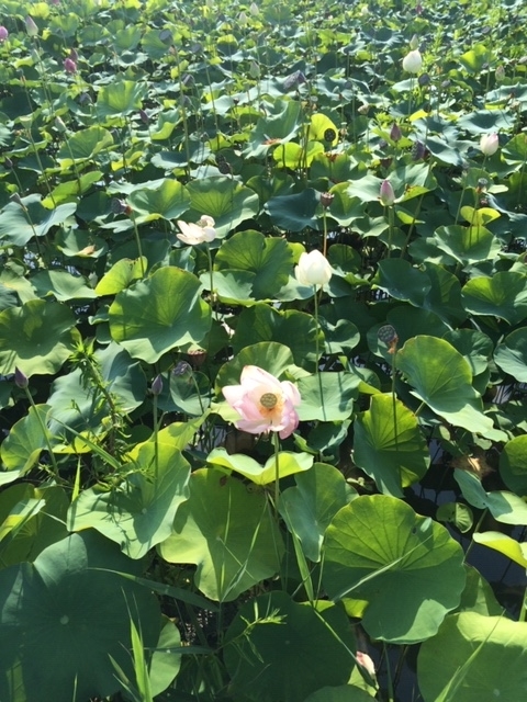 f:id:xnorico:20190625010521j:plain f:id:xnorico:20190625010521j:plain